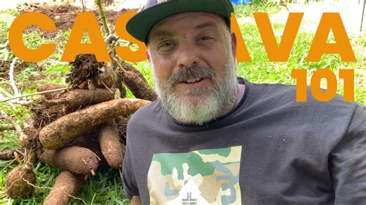 Complete Guide to Growing Cassava: From Planting to Harvest