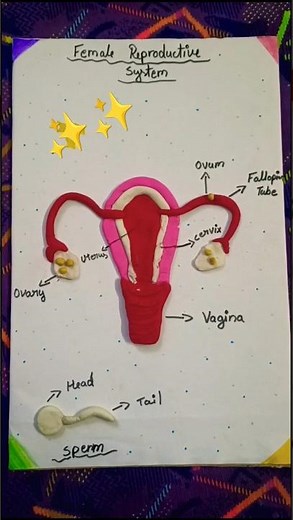 How to make Female Reproductive System with Clay! ✨✨