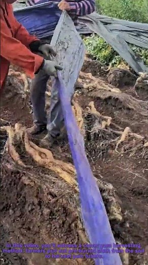 Yam Harvesting: Pulling Pre-Buried Cloth to Get Tubers