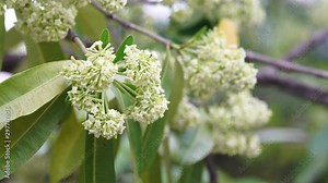 Nature Blackboard Tree, Devil Tree, Alstonia scholaris its beauty blooming flower. Between October and November. footage b-roll scene 4k. Good smell. allergy