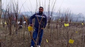 152K views · 3K reactions |  Exciting News for Plant Enthusiasts! ...