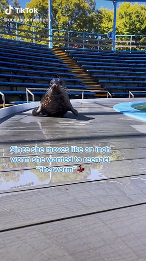 The Harper Seal's Inch Worm Dance on TikTok