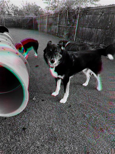 Golden Rust Farms Pet Resort on Reels