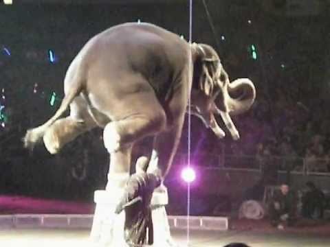WORLD'S SMARTEST ELEPHANT. CIRCUS. Elefante acrobata - Acrobatic Elephant. Shrine Circus 2012