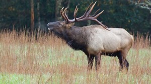 GSMNP rangers warn against dangers of elk during mating season