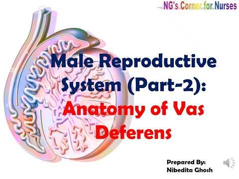 Male Reproductive System: Part- 2: Anatomy of Vas deferens