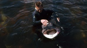 The Forgotten History of Sixgills in Seattle