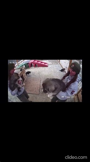 Denali Welcomes Adorable New Sled Dog Puppies #denali #sleddogs