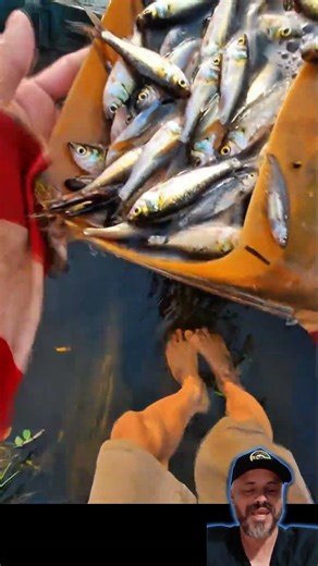 The fishing trip was great for feeding the snakeheads. #aquarium #curiosities #fish