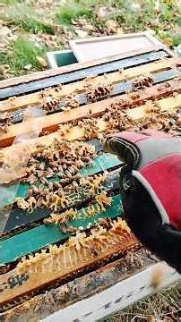 Placing Apistan floppy plastic strips (Tau- fluvalinate synthetic pyrethroid) into a small colony