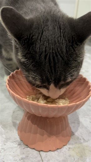 Feeding my cats and clean cats bowl Feed Your Feline: A Delicious Journey #catfeeding #petlovers #feedingmycat #cattok #catlovers #creatorsearchinsights