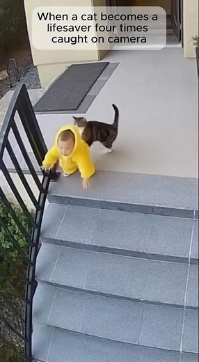 When a Cat Becomes a Lifesaver — 4 Incredible Rescues Caught on Camera 🐱 🎥💖 #cat #animalrescue