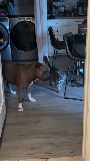TOUJOUR COMME ÇA TRÈS DRÔLE LE CHAT ET CHIEN 🐕