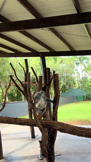 Australia Zoo 🐨🦘cutest day out #australiazoo #steveirwin