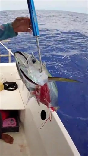 Yellowfin tuna on a MiniShad - Trolling in Reunion Island #fishing #fish #troll #tuna
