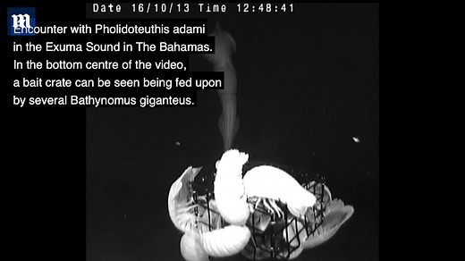 Giant squid attacking prey in ocean caught on video for first time