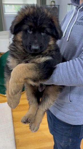Can you carry this big boy? 😄🔥🐾♥️ #akc #akcgermanshepherd #germanshepherd #gsd #gsdofinstagram #usa #usadogs #usapuppy #puppies #puppy #pet #k9 #k9dogs #k9unit #gsdpuppy #gsdlover #germanshepherds #germanshepherdsofinstagram #germanshepherddog #texas #newyork #ny #gsdlongcoat #longhair #gsdlonghair #gsdpuppies #usatoday #puppylove #california #germanshepherdworld | Puppies Kingdom Team