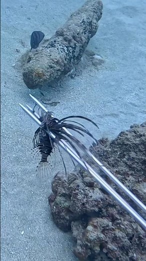 Lionfish, The Relentless Predator