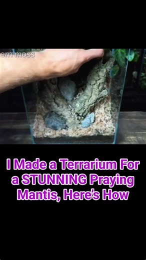 I Made a Terrarium For a STUNNING Praying Mantis, Here’s How #terrarium #paludarium Bagian 34 Bagian 21 | Terrarium Designs2