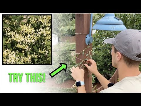 How to Easily Train Growing Vines up a Trellis (Honeysuckle, Clematis, Wisteria)