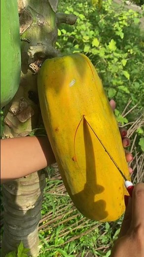 Papaya Fruit Fres From Tree #papaya