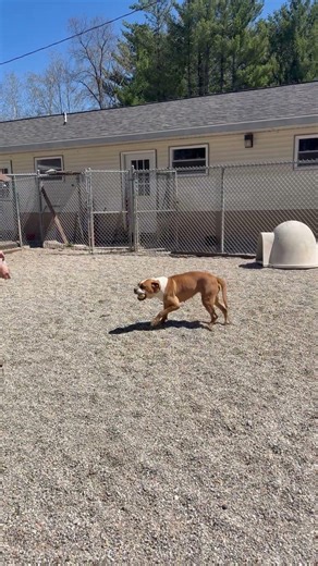 Meet Lola a Boxer currently available for adoption! 4/22/2026 2:12:46 PM