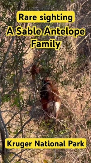Rare Sable antelope family spotted in Kruger National Park | Rare and majestic 🦌