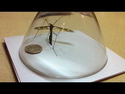 Crane Fly