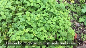 Ah, Lemon Balm. The original “balm of Gilead” in the Bible, Lemon Balm has a long history as a healing plant. See its benefits... | The Old Farmers Almanac
