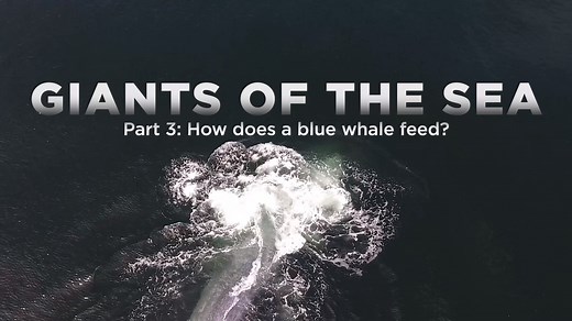 Massive blue whales feed on very tiny prey called krill. How do they manage to get enough to eat? Hint: it involves literally doubling in size! Watch part three of four of Giants of the Sea. ⬇️ | American Museum of Natural History