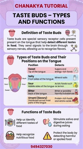 Taste Buds and it’s types #teaching #highlights