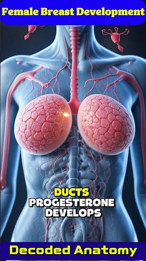 How Female Breast Development Happens | Hormones Explained Simply