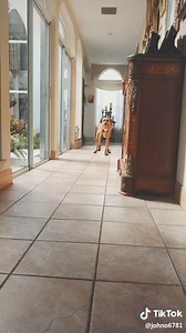 57K views · 667 reactions | please enjoy this video of a dog running with shoes on | TikTok | Facebook