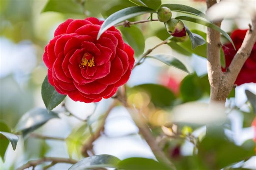 How to Grow Gorgeous Camellias From Cuttings