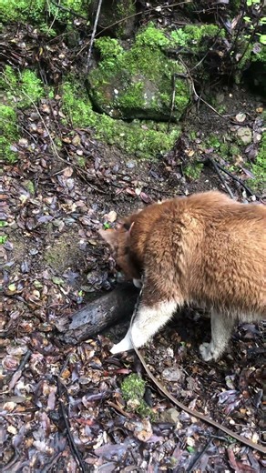 Orange’s workout routine: look for a stick, run with it, bury it, and look for a new one.