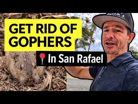 How to Get Rid of Gophers in San Rafael, According to a Local Pest Control Pro