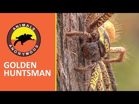 Animals Anonymous | Golden Huntsman Spider