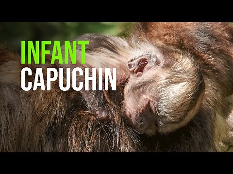 Rare Capuchin Monkey Born At Amersfoort Zoo