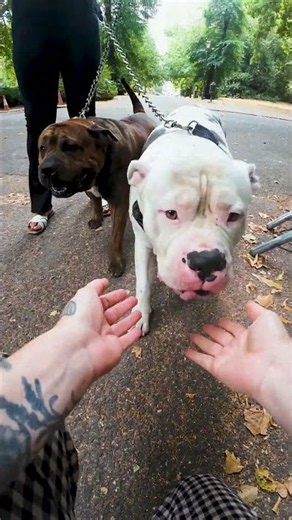 "People really hate these breeds" 🥺 #bullybreed