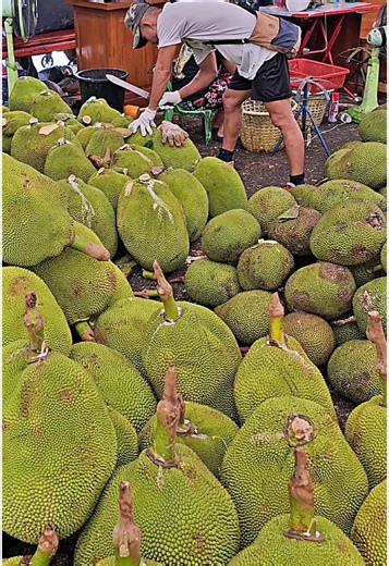 Discover the World's Largest Fruit: Jackfruit Cutting