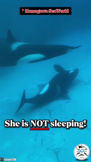Understanding Orca Sleep Behavior in Captivity