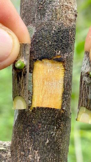 12K views · 21 reactions | Grafting techniques for lemon trees and bud-grafting methods for fruit trees — simple steps for healthier growth and faster production. #Grafting #LemonTree #LemonGrafting #FruitTreeGrafting #BudGrafting #BuddingTechnique #PlantPropagation | Cha Garden | Facebook