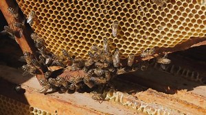 View Opened Hive Body Showing Frames Stock Footage Video (100% Royalty-free) 1057553548 | Shutterstock