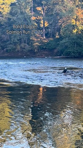 #vancouverisland #britishcolumbia #canada #experience #eagle #baldeagle #salmon | Comox Valley Wildlife Sightings
