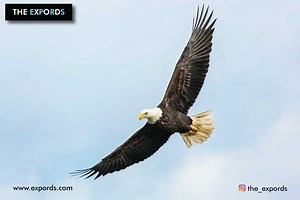 9 Amazing Lessons From The Eagle