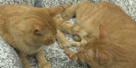 Huntington County Humane Society announces new program