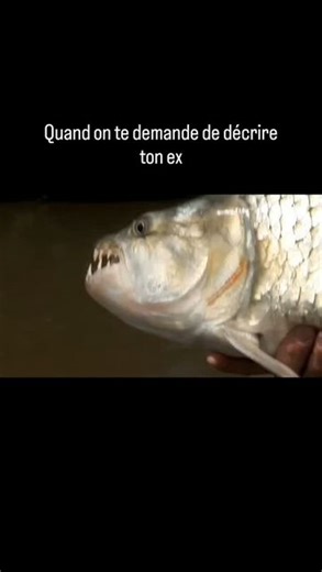 @cyril.meme on Instagram: "#meme #peche #cyrilchauquet #cyril #pourtoi #drole #rire #humour #mec #poisson #pecho #lol #mdr #mat #pecheur #memes #humourfrancais #POV #pov"