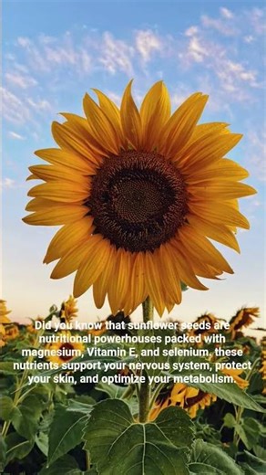 The Sunflower Seeds : Nature's tiny power house