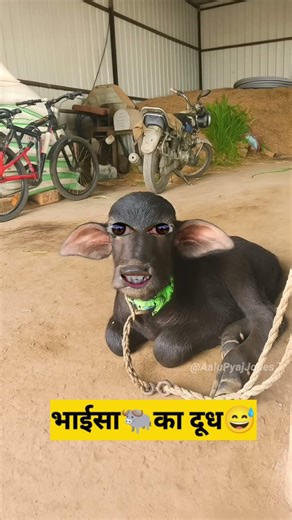 भाईसा का दूध 🐃😅 #shorts #funny #comedy #viral #shortvideos #starraja143