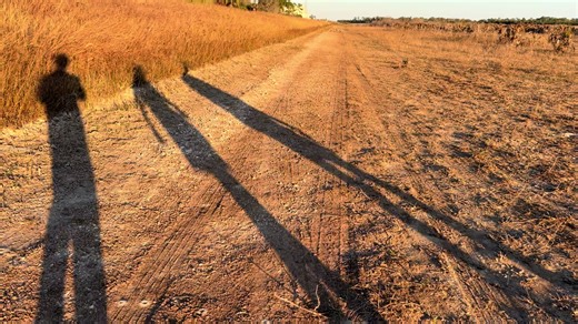 Picayune Strand State Forest. FL. USA. 2025.